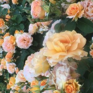 Meet your Posher, Bronwyn